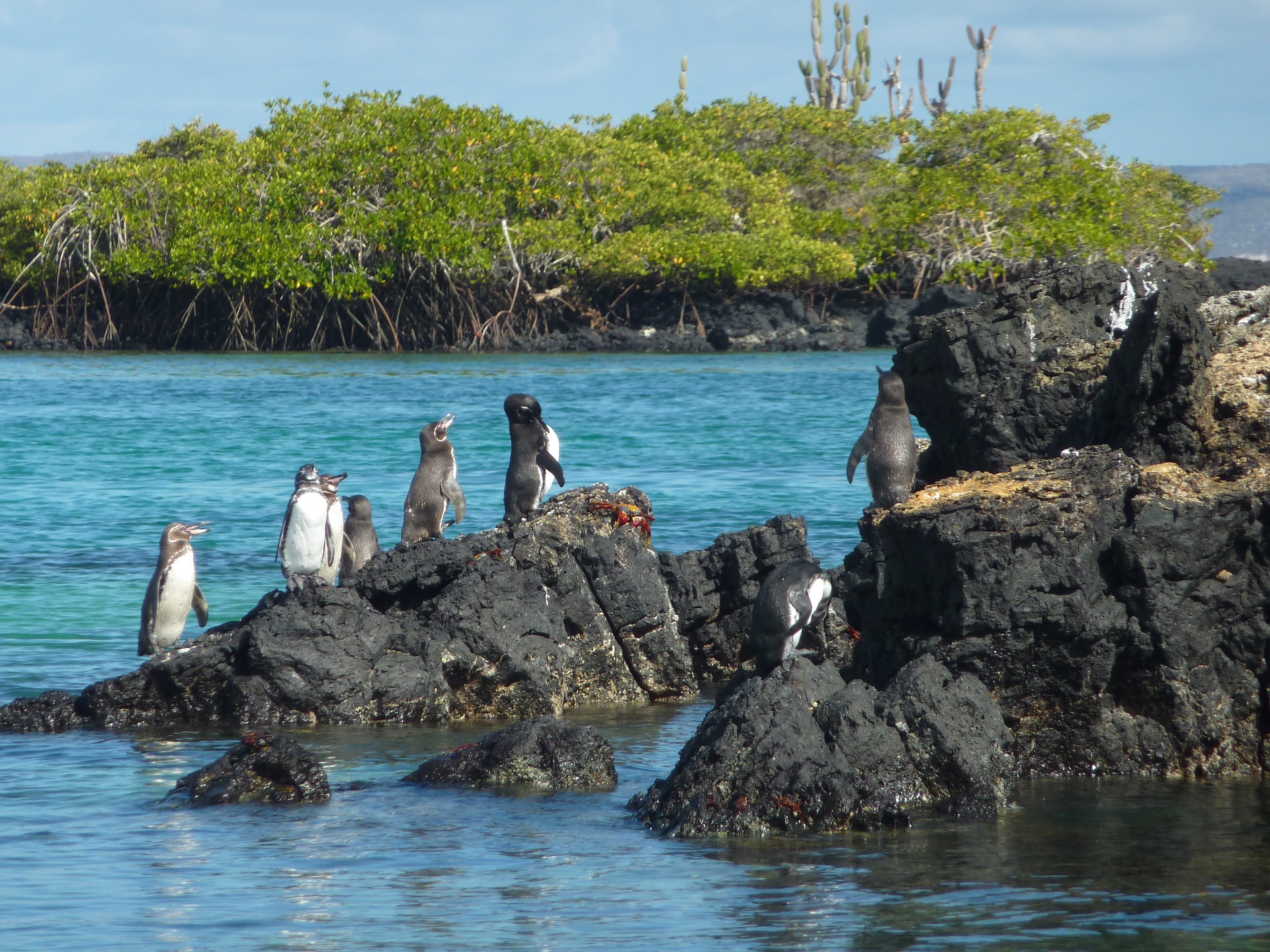 galapagos-penguin-pxby-1920